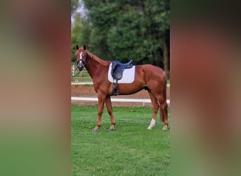Weitere Warmblüter, Wallach, 6 Jahre, 170 cm, Fuchs