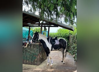 Weitere Warmblüter, Wallach, 6 Jahre, 170 cm, Schecke