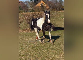 Weitere Warmblüter, Wallach, 6 Jahre, 170 cm, Schecke