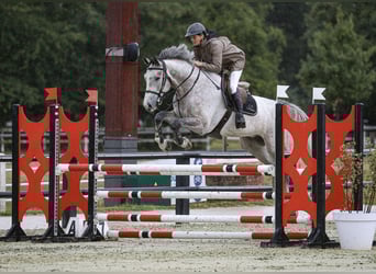 Weitere Warmblüter, Wallach, 6 Jahre, 172 cm, Schimmel