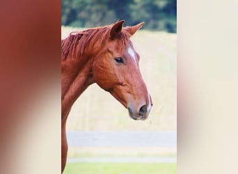 Weitere Warmblüter, Wallach, 6 Jahre, 173 cm, Fuchs