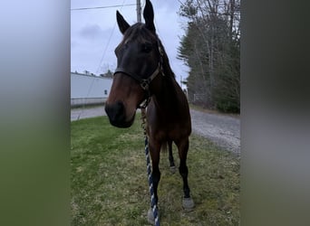 Weitere Warmblüter, Wallach, 6 Jahre, 173 cm, Rotbrauner