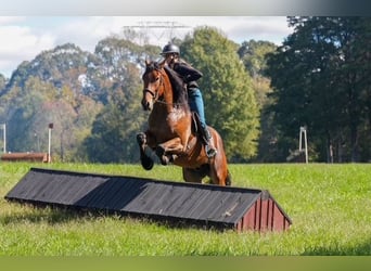 Weitere Warmblüter Mix, Wallach, 6 Jahre, 175 cm, Rotbrauner