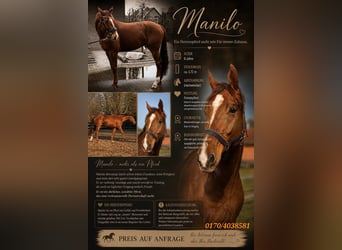 Weitere Warmblüter, Wallach, 6 Jahre, 178 cm, Dunkelfuchs