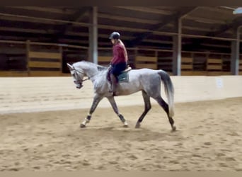 Weitere Warmblüter, Wallach, 6 Jahre, 182 cm, Apfelschimmel