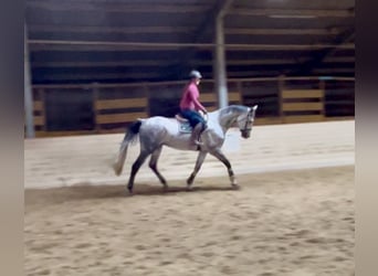 Weitere Warmblüter, Wallach, 6 Jahre, 182 cm, Apfelschimmel