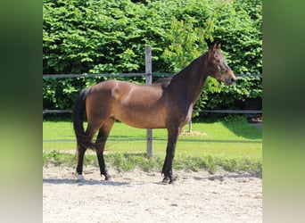 Weitere Warmblüter Mix, Wallach, 6 Jahre, Brauner