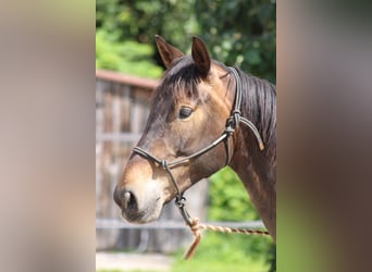 Weitere Warmblüter Mix, Wallach, 6 Jahre, Brauner