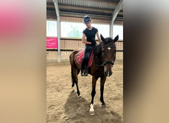 Weitere Warmblüter, Wallach, 6 Jahre