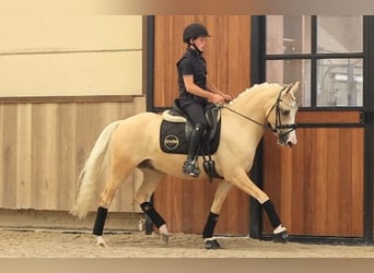 Weitere Warmblüter, Wallach, 7 Jahre, 148 cm, Palomino
