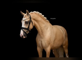 Weitere Warmblüter, Wallach, 7 Jahre, 148 cm, Palomino