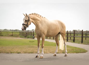 Weitere Warmblüter, Wallach, 7 Jahre, 148 cm, Palomino