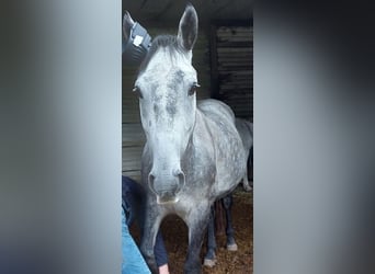 Weitere Warmblüter, Wallach, 7 Jahre, 153 cm, Apfelschimmel