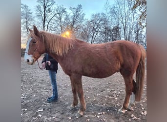 Weitere Warmblüter, Wallach, 7 Jahre, 155 cm, Fuchs