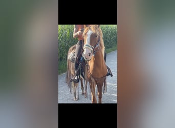 Weitere Warmblüter, Wallach, 7 Jahre, 155 cm, Fuchs