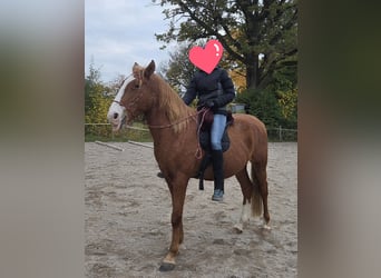 Weitere Warmblüter, Wallach, 7 Jahre, 155 cm, Fuchs