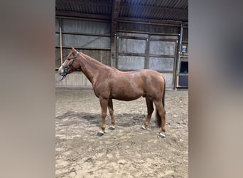 Weitere Warmblüter, Wallach, 7 Jahre, 155 cm, Fuchs