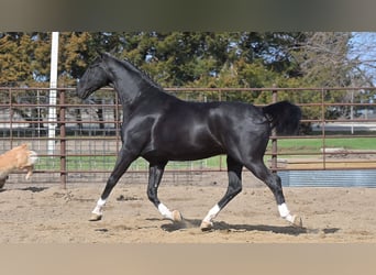 Weitere Warmblüter, Wallach, 7 Jahre, 157 cm, Rappe