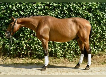 Weitere Warmblüter, Wallach, 7 Jahre, 160 cm, Brauner