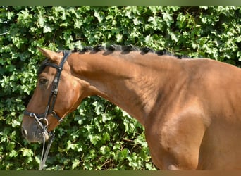 Weitere Warmblüter, Wallach, 7 Jahre, 160 cm, Brauner