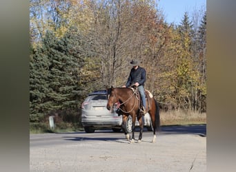 Weitere Warmblüter, Wallach, 7 Jahre, 160 cm, Rotbrauner