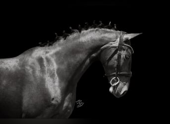 Weitere Warmblüter, Wallach, 7 Jahre, 160 cm, Rotbrauner