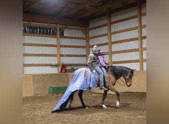 Weitere Warmblüter, Wallach, 7 Jahre, 160 cm