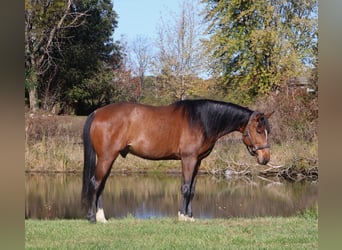 Weitere Warmblüter, Wallach, 7 Jahre, 160 cm