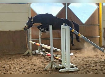 Weitere Warmblüter, Wallach, 7 Jahre, 161 cm, Dunkelbrauner