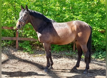 Weitere Warmblüter, Wallach, 7 Jahre, 161 cm, Dunkelbrauner