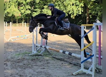 Weitere Warmblüter, Wallach, 7 Jahre, 162 cm, Dunkelbrauner