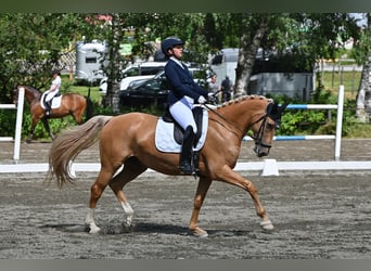 Weitere Warmblüter Mix, Wallach, 7 Jahre, 162 cm, Palomino