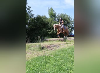 Weitere Warmblüter Mix, Wallach, 7 Jahre, 162 cm, Palomino
