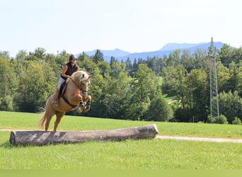 Weitere Warmblüter Mix, Wallach, 7 Jahre, 162 cm, Palomino