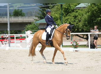 Weitere Warmblüter Mix, Wallach, 7 Jahre, 162 cm, Palomino