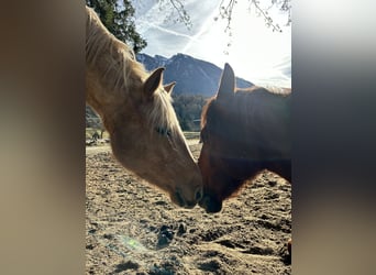 Weitere Warmblüter Mix, Wallach, 7 Jahre, 162 cm, Palomino