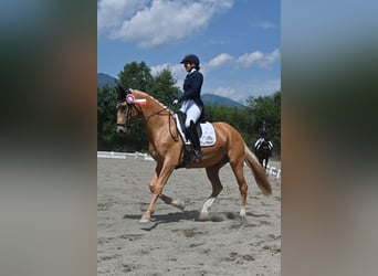 Weitere Warmblüter Mix, Wallach, 7 Jahre, 162 cm, Palomino