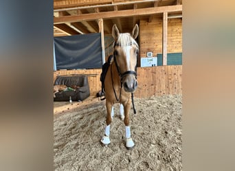 Weitere Warmblüter Mix, Wallach, 7 Jahre, 162 cm, Palomino