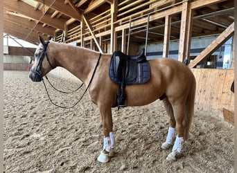 Weitere Warmblüter Mix, Wallach, 7 Jahre, 162 cm, Palomino