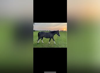 Weitere Warmblüter Mix, Wallach, 7 Jahre, 162 cm, Sabino