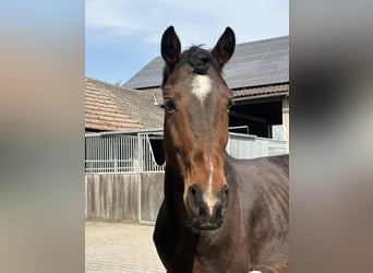Weitere Warmblüter Mix, Wallach, 7 Jahre, 163 cm, Brauner