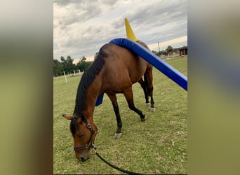 Weitere Warmblüter, Wallach, 7 Jahre, 163 cm, Brauner