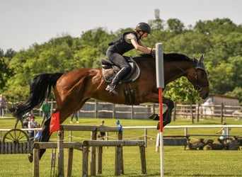 Weitere Warmblüter, Wallach, 7 Jahre, 163 cm, Brauner