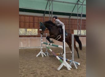 Weitere Warmblüter, Wallach, 7 Jahre, 163 cm, Brauner