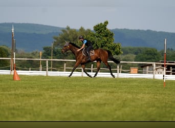 Weitere Warmblüter, Wallach, 7 Jahre, 163 cm, Brauner