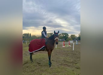 Weitere Warmblüter, Wallach, 7 Jahre, 163 cm, Brauner