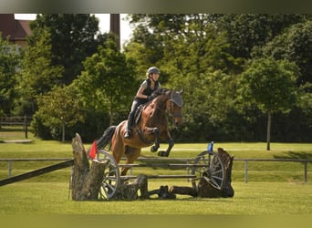 Weitere Warmblüter, Wallach, 7 Jahre, 163 cm, Brauner