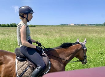 Weitere Warmblüter, Wallach, 7 Jahre, 163 cm, Brauner