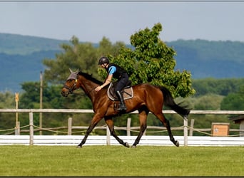 Weitere Warmblüter, Wallach, 7 Jahre, 163 cm, Brauner