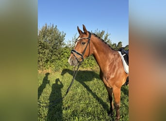 Weitere Warmblüter, Wallach, 7 Jahre, 163 cm, Brauner